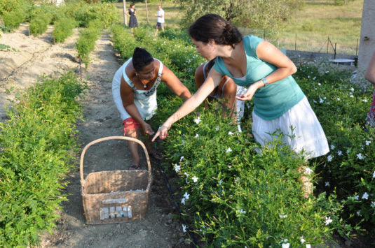 How Perfumes Are Made: A Behind‑the‑Scenes Look at Shay & Blue